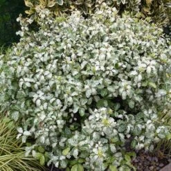 Pittosporum Tenuifolium Irene Paterson 9 Pittosporum Tenuifolium Irene Paterson -Eco Nest Store Pittosporum tenuifolium Irene Paterson05