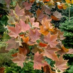 Platanus Orientalis Mirkovec -Eco Nest Store Platanus orientalis Mirkovec 03x
