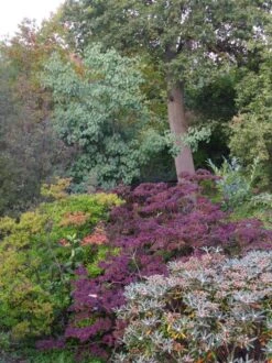 Populus Jacquemontii Glauca -Eco Nest Store Populus jacquemontii Glauca 03x