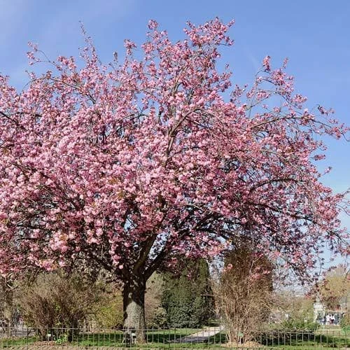 Prunus Serrulata Kanzan 4 Prunus Serrulata Kanzan - Image 2