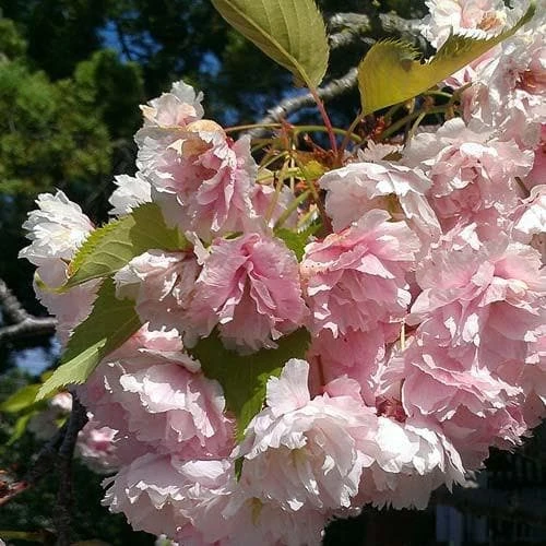 Prunus Serrulata Kanzan 3 Prunus Serrulata Kanzan