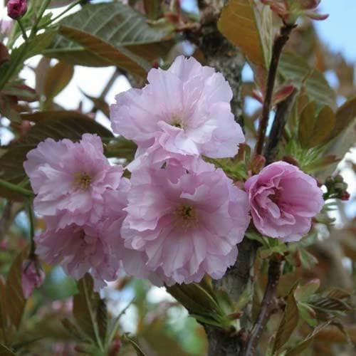 Prunus Serrulata Kanzan 5 Prunus Serrulata Kanzan - Image 3