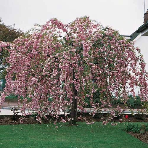 Prunus Kiku-Shidare-Sakura 3 Prunus Kiku-Shidare-Sakura