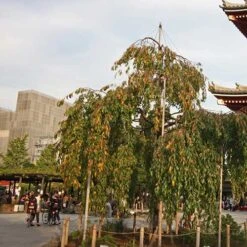 Prunus Kiku-Shidare-Sakura 8 Prunus Kiku-Shidare-Sakura -Eco Nest Store Prunus Kiku shidare sakura 03x