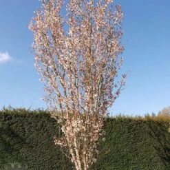 Prunus Spire -Eco Nest Store Prunus Spire 04