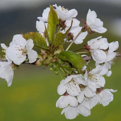 Prunus X Incisa Woodfield Cluster 4 Prunus X Incisa Woodfield Cluster - Image 2