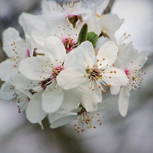 Prunus X Incisa Woodfield Cluster 5 Prunus X Incisa Woodfield Cluster - Image 3