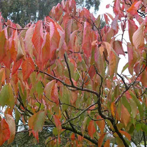 Prunus Shizuka/Fragrant Cloud 4 Prunus Shizuka/Fragrant Cloud - Image 2