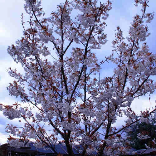 Prunus Shizuka/Fragrant Cloud 5 Prunus Shizuka/Fragrant Cloud - Image 3