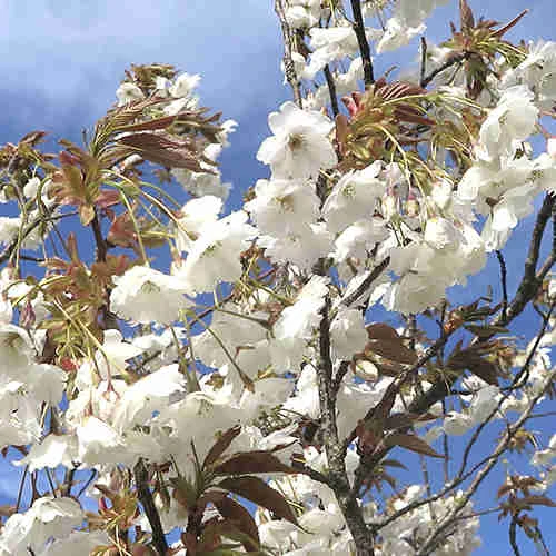 Prunus Shizuka/Fragrant Cloud 6 Prunus Shizuka/Fragrant Cloud - Image 4