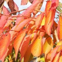 Prunus Shirofugen -Eco Nest Store Prunus Shirofugen 05x