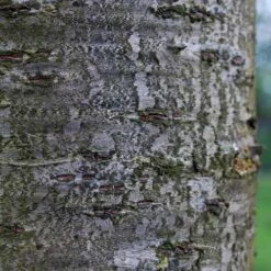 Prunus Shirofugen -Eco Nest Store Prunus Shirofugen 06x