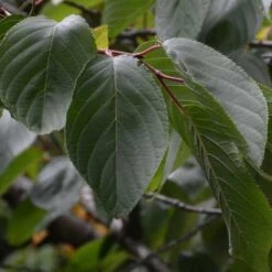 Prunus Shirofugen -Eco Nest Store Prunus Shirofugen 07