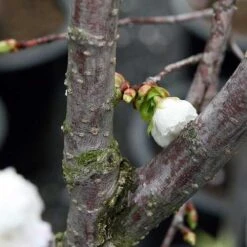 Prunus Shirotae -Eco Nest Store Prunus Shirotae 01