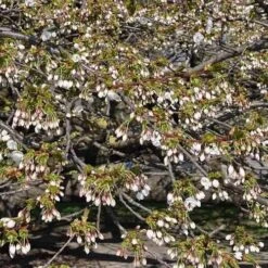 Prunus Shirotae -Eco Nest Store Prunus Shirotae 03