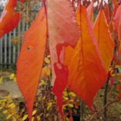 Prunus Shirotae -Eco Nest Store Prunus Shirotae 05