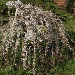 Prunus Snow Showers 7 Prunus Snow Showers -Eco Nest Store Prunus Snow Showers 02x