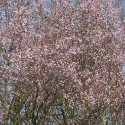 Prunus Cerasifera Nigra -Eco Nest Store Prunus cerasifera Nigra 01