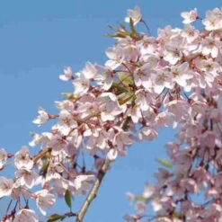 Prunus Pendula Pendula Rubra -Eco Nest Store Prunus pendula Pendula Rubra 03