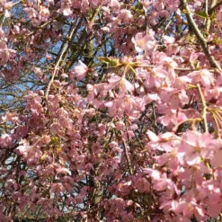 Prunus Pendula Pendula Rubra -Eco Nest Store Prunus pendula Pendula Rubra 04