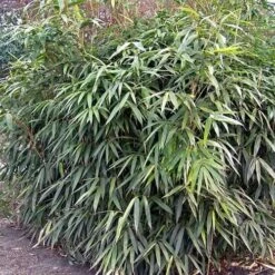 Pseudosasa Japonica -Eco Nest Store Pseudosasa japonica 03