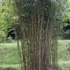 Pseudosasa Japonica -Eco Nest Store Pseudosasa japonica 04