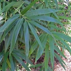 Pseudosasa Japonica -Eco Nest Store Pseudosasa japonica 05