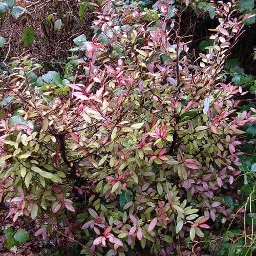 Pseudowintera Colorata 5 Pseudowintera Colorata - Image 3