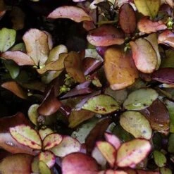 Pseudowintera Colorata Marjorie Congreve