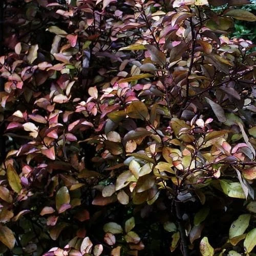 Pseudowintera Colorata 4 Pseudowintera Colorata - Image 2