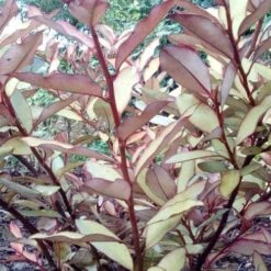 Pseudowintera Colorata Marjorie Congreve -Eco Nest Store Pseudowintera colorata Marjorie Congreve01