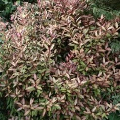 Pseudowintera Colorata Marjorie Congreve -Eco Nest Store Pseudowintera colorata Marjorie Congreve02