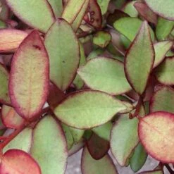 Pseudowintera Colorata Marjorie Congreve -Eco Nest Store Pseudowintera colorata Marjorie Congreve03