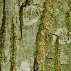 Pterocarya Rhoifolia - Japanese Wingnut 8 Pterocarya Rhoifolia - Japanese Wingnut -Eco Nest Store Pterocarya Rhoifolia 03 ceaa7e80 41c7 4694 bf9e 131bd1ae524d