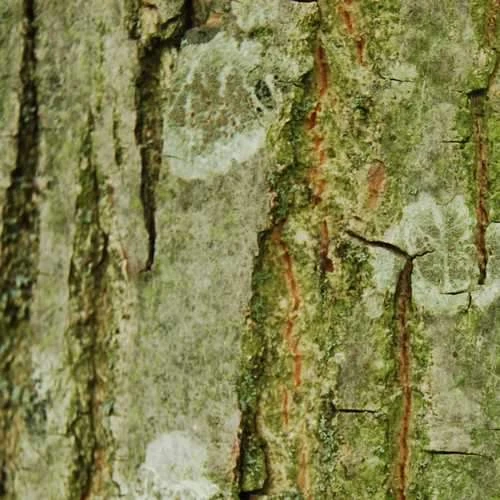 Pterocarya Rhoifolia - Japanese Wingnut 5 Pterocarya Rhoifolia - Japanese Wingnut - Image 3