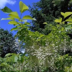 Pterostyrax Hispida -Eco Nest Store Pterostyrax hispida 05