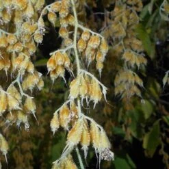 Pterostyrax Hispida -Eco Nest Store Pterostyrax hispida 07