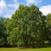 Quercus Bicolor - Swamp White Oak
