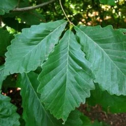 Quercus Bicolor - Swamp White Oak -Eco Nest Store Quercus bicolor 04