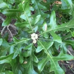 Quercus Lyrata - Overcup Oak -Eco Nest Store Quercus lyrata 04