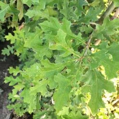 Quercus Nuttallii - Nuttall’s Oak -Eco Nest Store Quercus nutallii 02