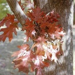 Quercus Nuttallii - Nuttall’s Oak -Eco Nest Store Quercus nutallii 06
