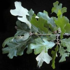 Quercus Stellata -Eco Nest Store Quercus stellata 03