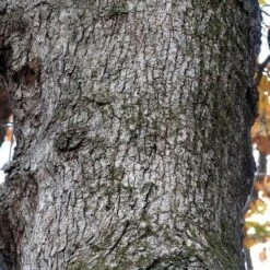 Quercus Stellata -Eco Nest Store Quercus stellata 04