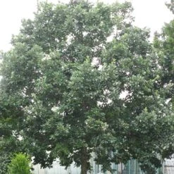 Quercus X Kewensis -Eco Nest Store Quercus x kewensis 01