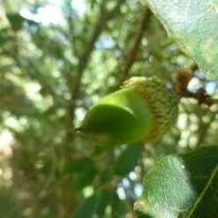 Quercus X Kewensis -Eco Nest Store Quercus x kewensis 02