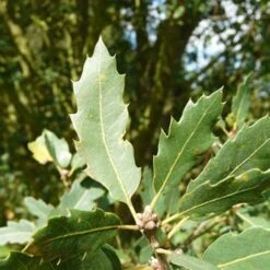 Quercus X Kewensis -Eco Nest Store Quercus x kewensis 03