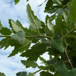 Quercus X Kewensis -Eco Nest Store Quercus x kewensis 04