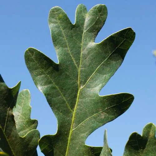 Quercus Crimson Spire 5 Quercus Crimson Spire - Image 3