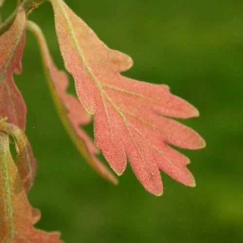 Quercus Alba - White Oak 3 Quercus Alba - White Oak